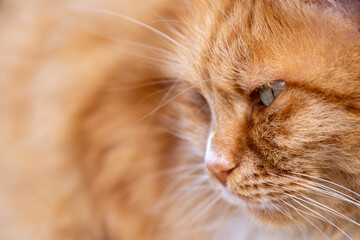 Portrait of a beautiful yellow sarman cat on the street