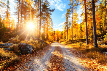 Fototapeta premium Sunlit autumn forest path