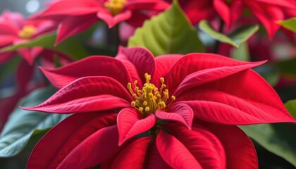 A close-up of vibrant red poinsettia flowers with green leaves.