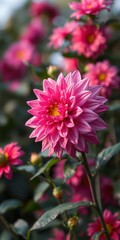 Vibrant pink dahlia flower blooming during the sunny afternoon in a lush garden setting
