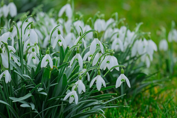 Schneeglöckchen (Galanthus)