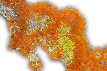 Highly detailed macro image of bright orange yellow lichen a natural abstract. Transparent areas.