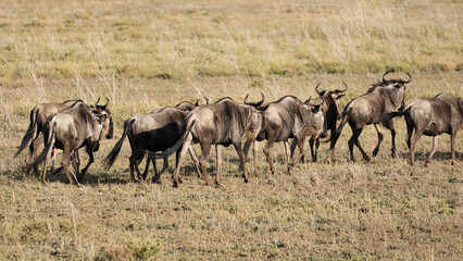 A large herd of wildebeests is seen grazing peacefully in the vast open expanse of the savannah...