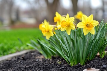 Naklejka premium Vibrant yellow daffodils blooming in a garden bed. Fresh spring flowers in a grassy area
