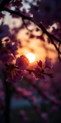 Beautiful sunset filtering through cherry blossom branches in springtime garden