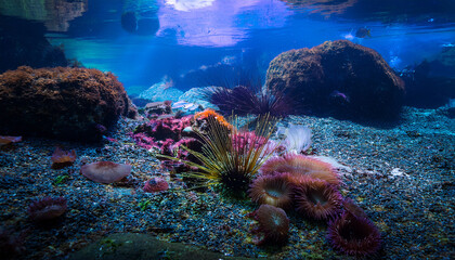 Fototapeta premium Tidal Pools