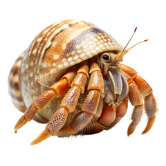 crab on white background