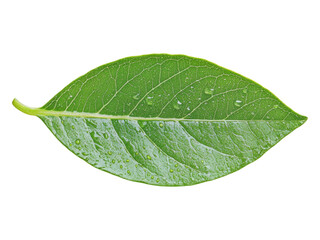 Obraz premium Fresh Green Leaf with Water Droplets Detail Close-Up