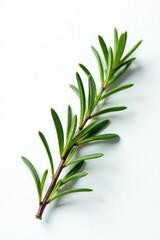 Fototapeta premium Single sprig of rosemary isolated on white paper, plant, branch