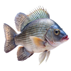 Fototapeta premium siamese fighting fish