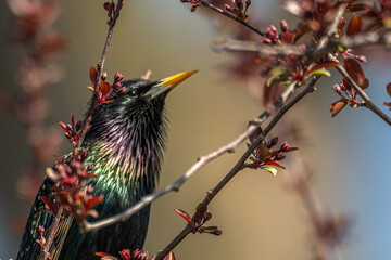 Common starling perched in a tree.