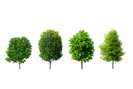 Diverse green trees with varied foliage on clear background