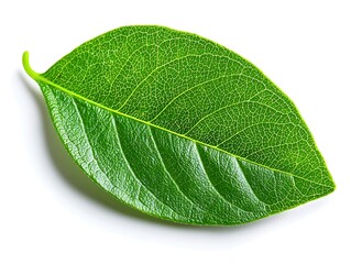 Obraz premium Green leaf with isolated, and white background.