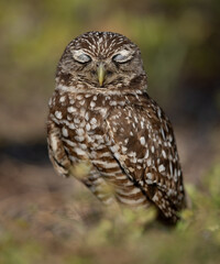 Burrowing owl in south Florida 