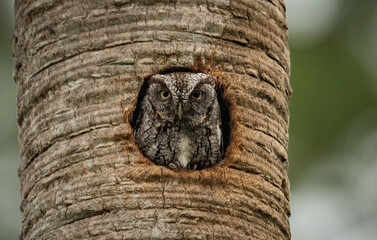Eastern screech owl in south Florida 