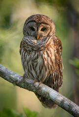 A barred owl in south Florida 