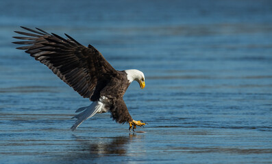 A bald eagle fishing