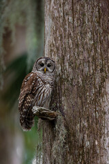 A barred owl in south Florida 
