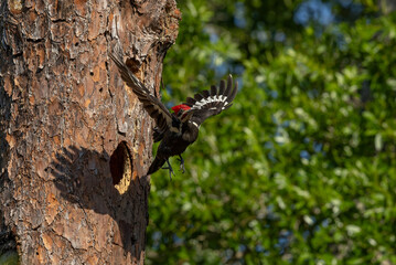 Pileated woodpecker nest in Florida 