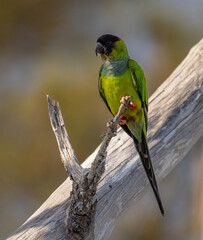 Nanday parakeet in Florida 