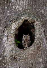 Eastern screech owl in south Florida 
