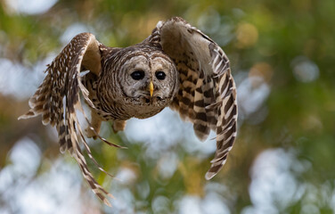 A barred owl in south Florida 