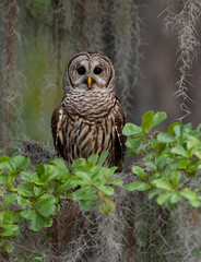 A barred owl in south Florida 