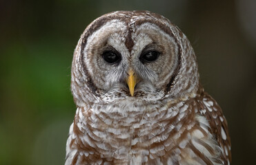 A barred owl in south Florida 