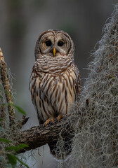 A barred owl in south Florida 