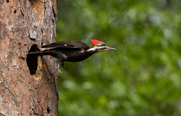 Pileated woodpecker nesting in a tree