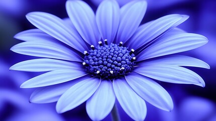 Close-up of a vibrant blue daisy.