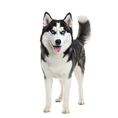 A Siberian Husky dog standing on a transparent background.