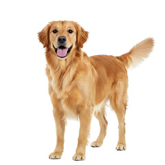 A Golden Retriever dog standing on a transparent background.