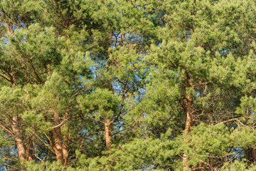 Fototapeta premium Pine tree branches in the park.