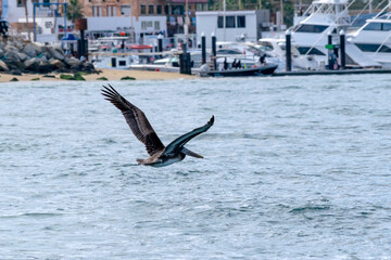 A brown pelican flies over the water in the harbor of Cabo San Lucas, Mexico..