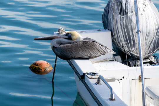 A brown pelican rests on a boat in the harbor.