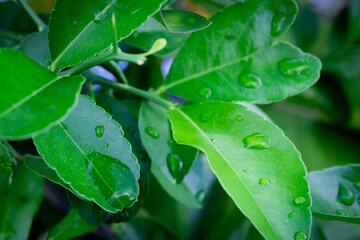 Hojas verdes y húmedas por las gotas de lluvia que caen sobre ellas