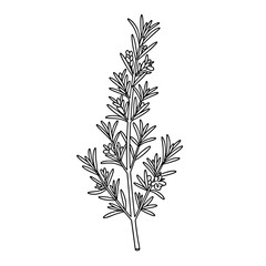 Thyme Herb Line Art | Black and White Vector Botanical Drawing