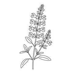 Elegant Verbena Flower Line Art | Vector Botanical Coloring Page