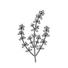 Elegant Zinnia Flower Line Art Vector for Coloring Pages