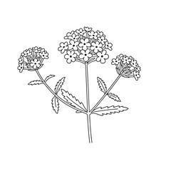 Elegant Birch Tree Line Art | Black and White Vector Drawing
