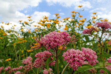 Obraz premium Beautiful Milkweed and False Sunflowers in the garden