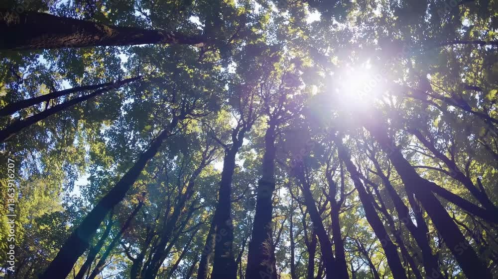 Poster a serene video captures a low-angle view of tall trees with lush green leaves, creating a canopy eff