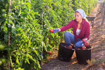 Concentrated girl working on an agricultural farm collects a harvest of ripe tomatoes on a...