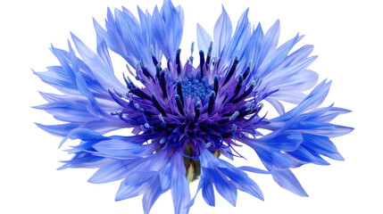 Cornflower's Radiance: A striking close-up showcases the intricate beauty of a cornflower in full bloom, its vibrant blue petals radiating elegance and natural grace.