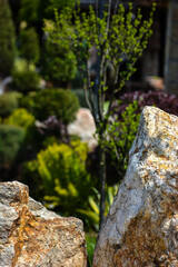 Garden Detail with Rocks and Young Tree