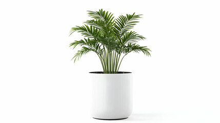 Obraz premium Potted Palm Plant In White Modern Planter