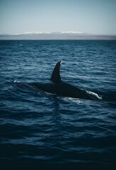Fototapeta premium Humpback Whale Dorsal Fin and Back in Ocean with Distant Mountains