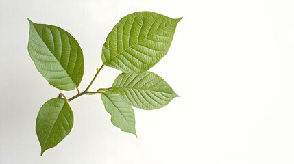Fototapeta premium Close Up of Vibrant Green Leaves on a Branch Against a White Background Demonstrating Natural Texture and Botanical Detail