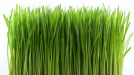Close Up Of Green Grass Against White Background